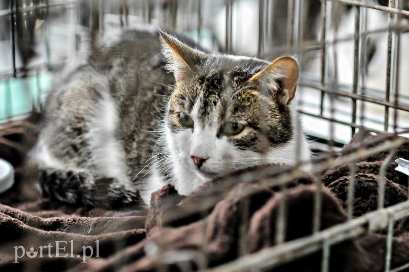One też chcą mieć własny dom zdjęcie nr 101950