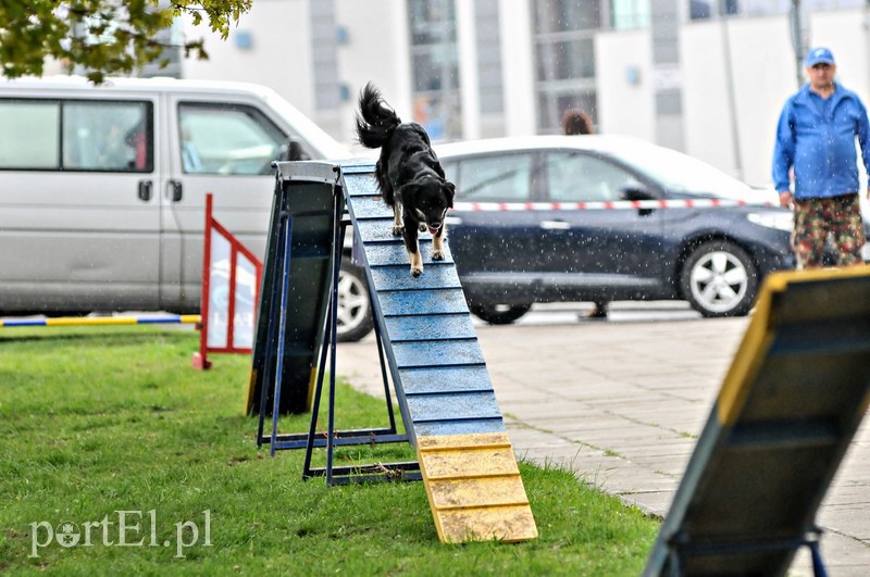 Łapy, łapy, cztery łapy... zdjęcie nr 105114