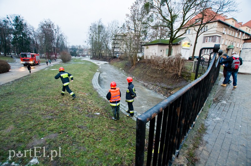 Elbląg  Kra zatrzymała Kumielę