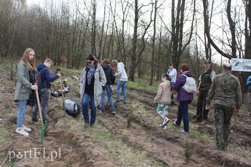 Elblążanie sadzili las zdjęcie nr 125121