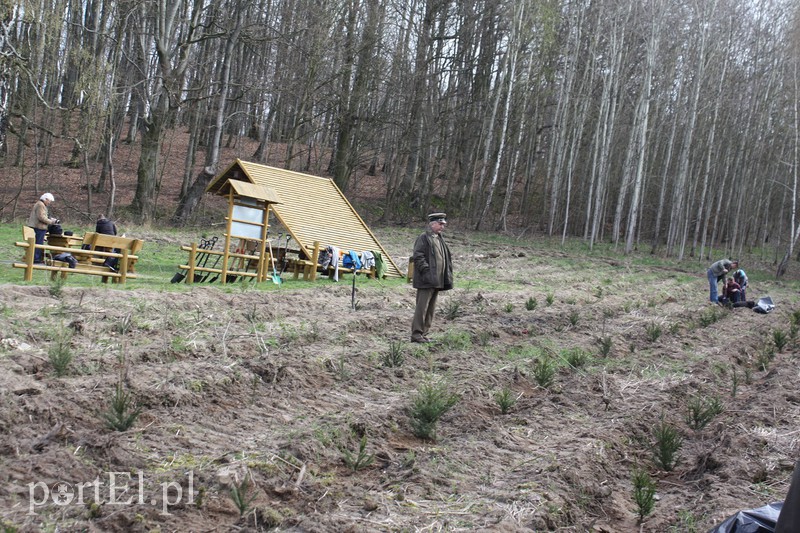Elblążanie sadzili las zdjęcie nr 125119