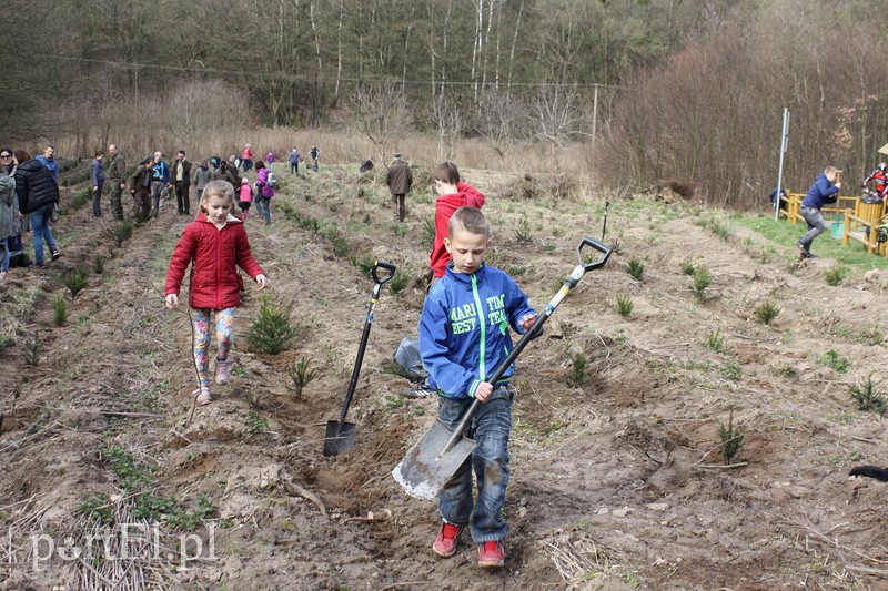 Elblążanie sadzili las zdjęcie nr 125127