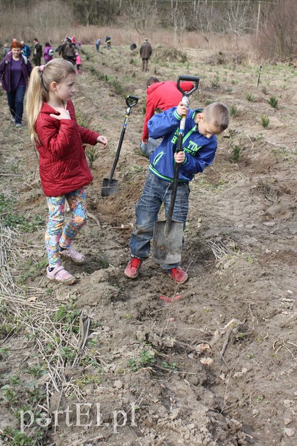Elblążanie sadzili las zdjęcie nr 125128