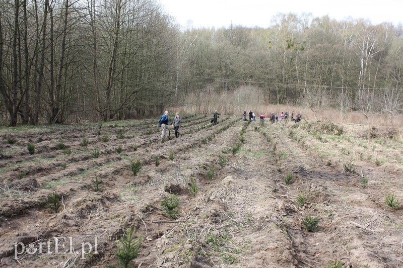 Elblążanie sadzili las zdjęcie nr 125133