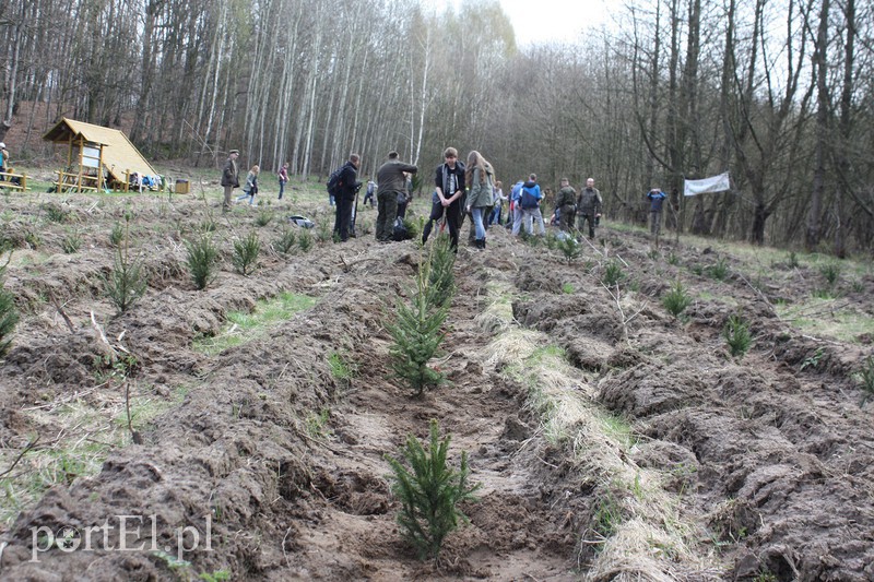 Elblążanie sadzili las zdjęcie nr 125118