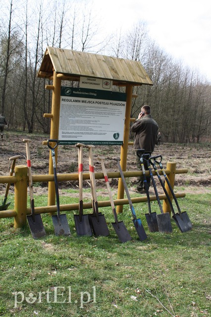 Elblążanie sadzili las zdjęcie nr 125134