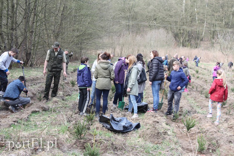 Elblążanie sadzili las zdjęcie nr 125125