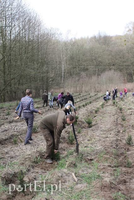 Elblążanie sadzili las zdjęcie nr 125115