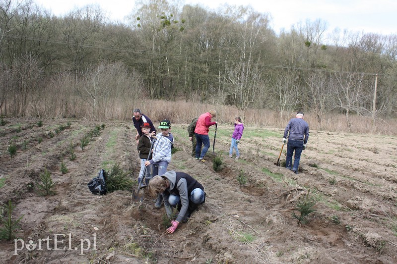 Elblążanie sadzili las zdjęcie nr 125117