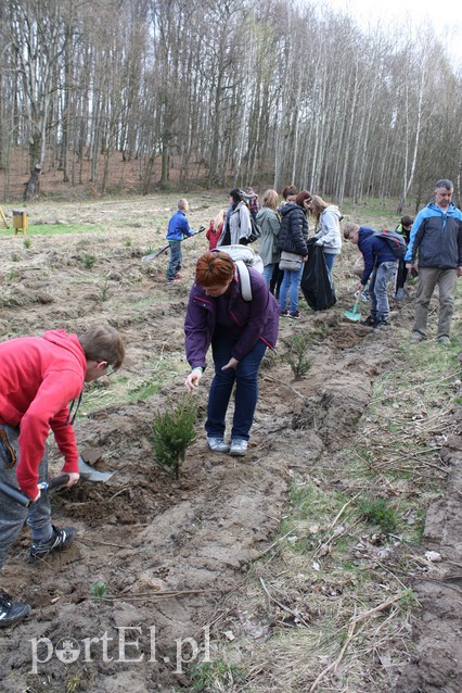 Elblążanie sadzili las zdjęcie nr 125116