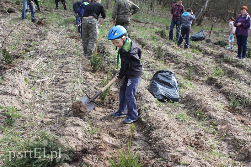 Elblążanie sadzili las zdjęcie nr 125138