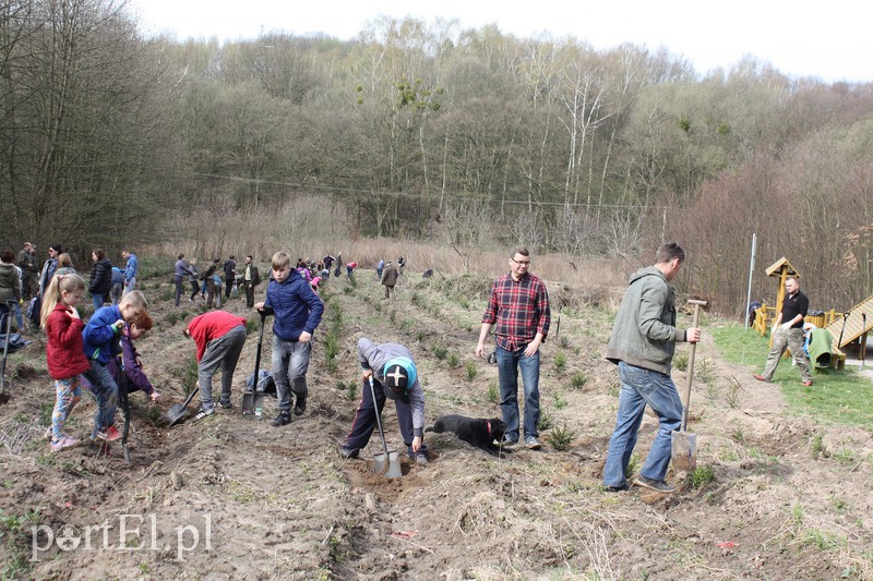 Elblążanie sadzili las zdjęcie nr 125129
