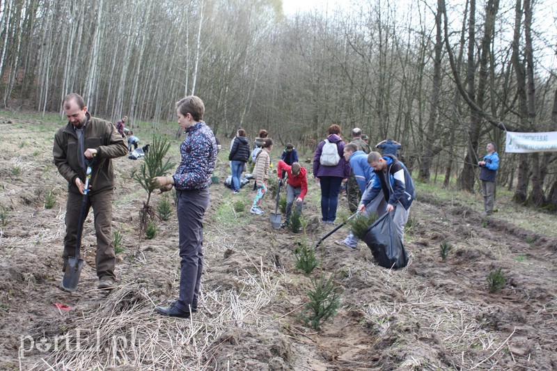 Elblążanie sadzili las zdjęcie nr 125120
