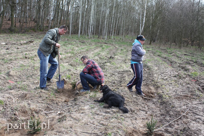 Elblążanie sadzili las zdjęcie nr 125124