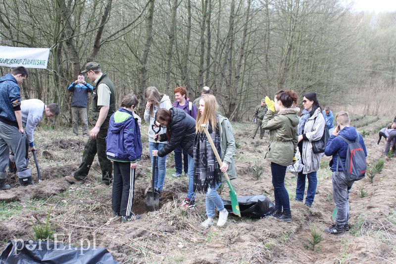 Elblążanie sadzili las zdjęcie nr 125123