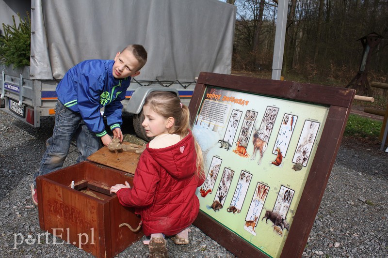 Elblążanie sadzili las zdjęcie nr 125136