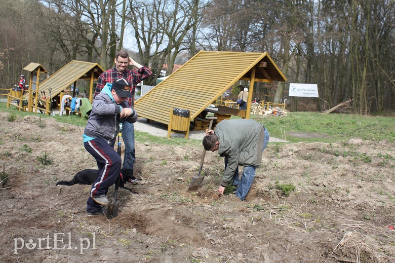 Elblążanie sadzili las zdjęcie nr 125126