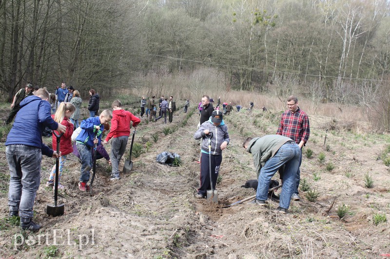 Elblążanie sadzili las zdjęcie nr 125130