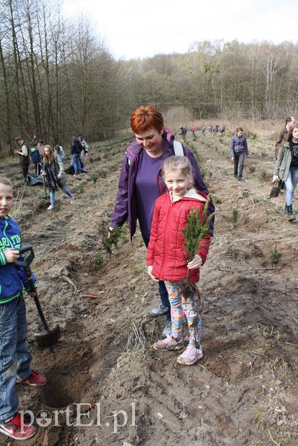Elblążanie sadzili las zdjęcie nr 125132