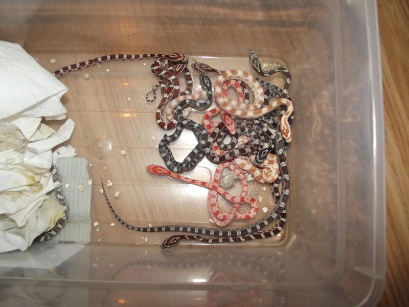 Nie nakarmisz węża schabem zdjęcie nr 126556