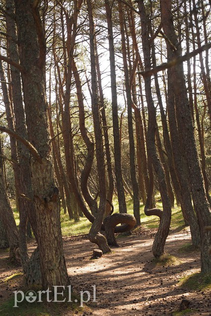 Obwód kaliningradzki w obiektywie zdjęcie nr 128574
