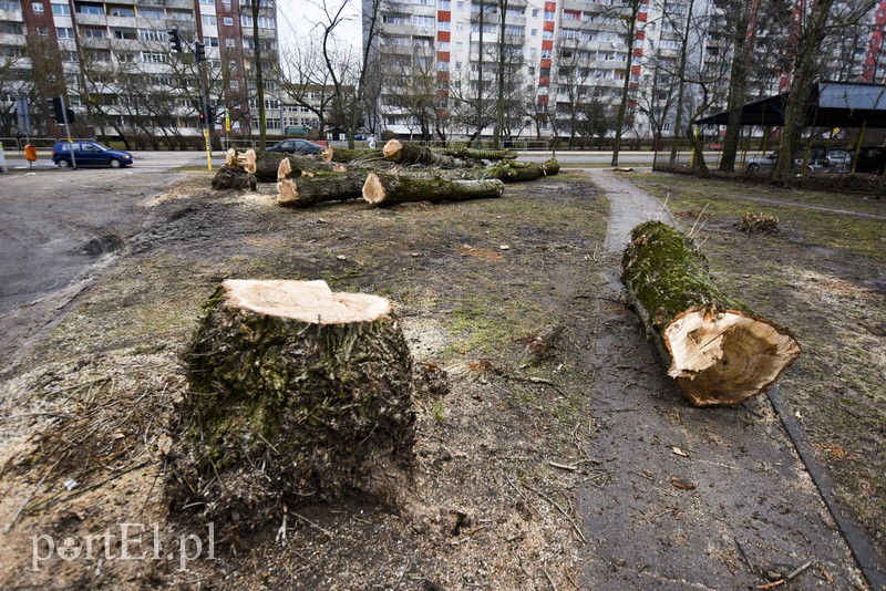Wyrzynają w pień, bo mogą  zdjęcie nr 146093