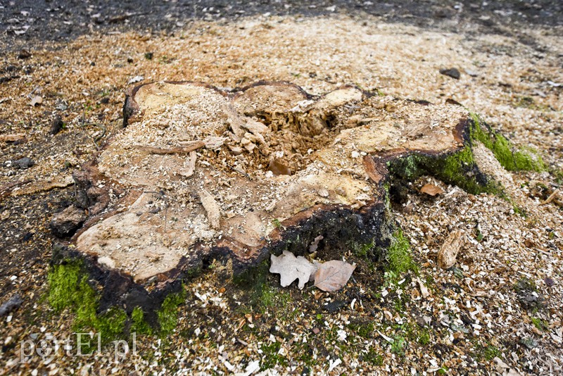 Wielkie cięcie na Zawadzie zdjęcie nr 146932