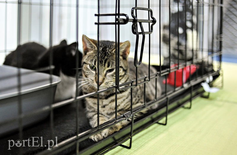 Z miłości do kotów zdjęcie nr 147137