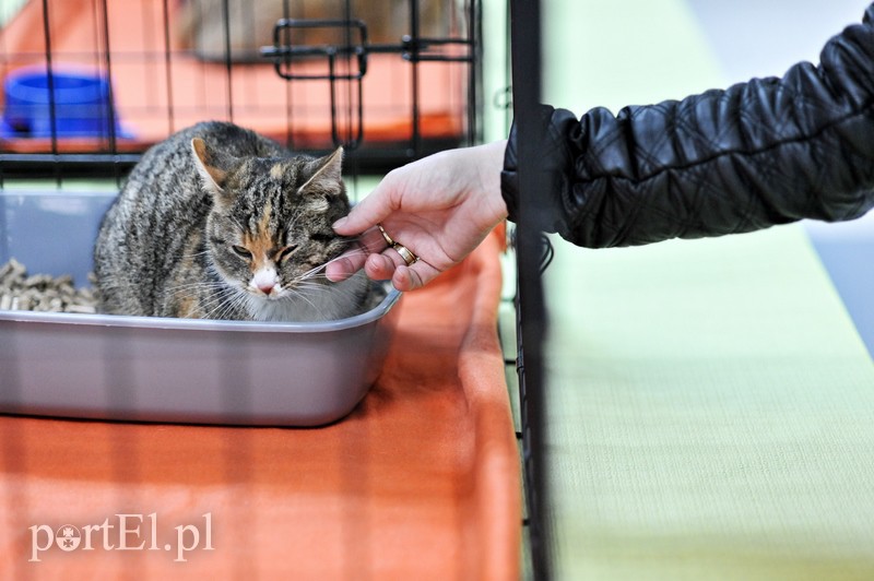 Z miłości do kotów zdjęcie nr 147152