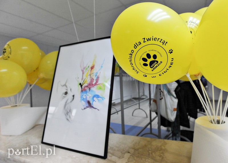 Z miłości do kotów zdjęcie nr 147148