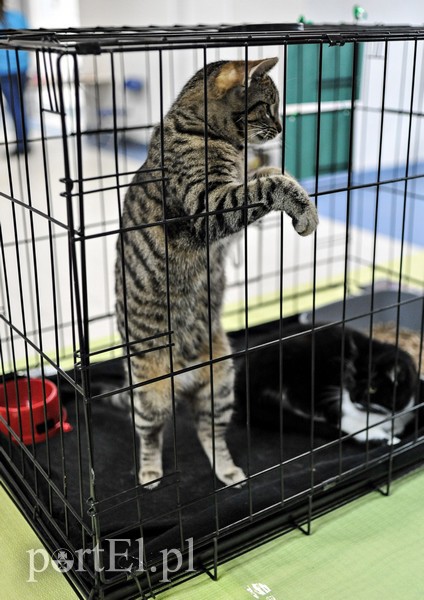 Z miłości do kotów zdjęcie nr 147139