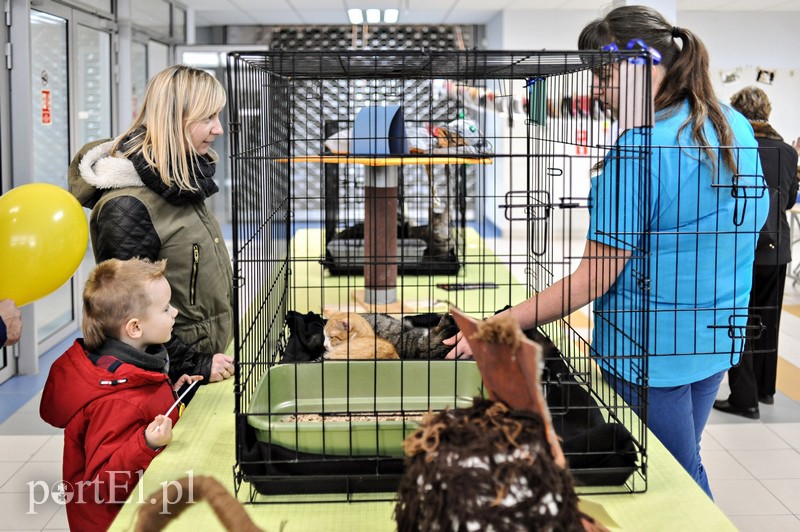 Z miłości do kotów zdjęcie nr 147136