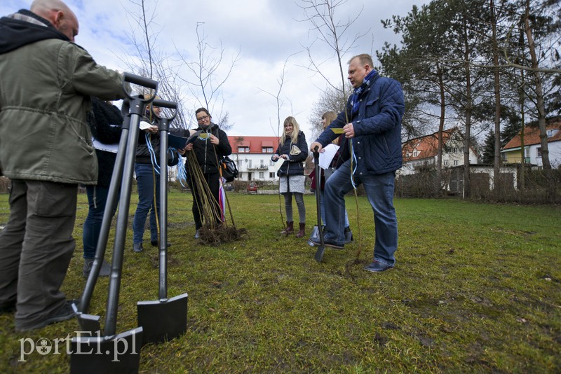 Elbląg Jedni tną, inni sadzą