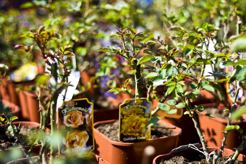 Wiosna maluje się kolorami zdjęcie nr 149271