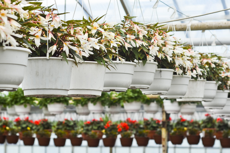 Elbląg Ciesz się kolorami, wybierz piękne kwiaty