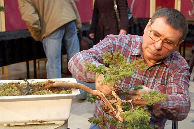 Elbląg Wystawa bonsai w CKiWM