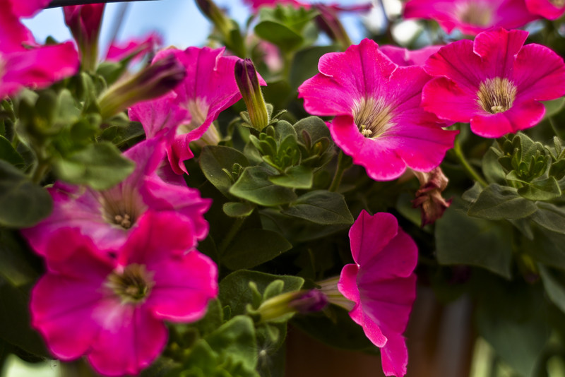 Obdaruj mamę pięknem  zdjęcie nr 152466