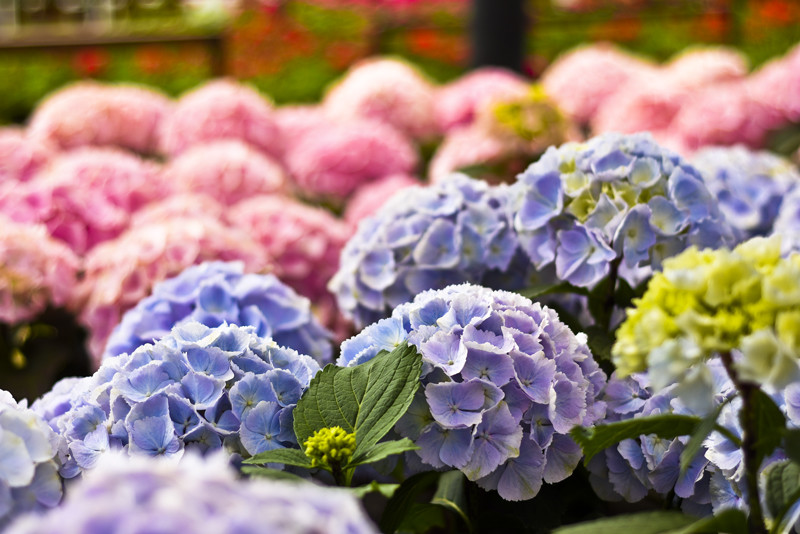 Elbląg Obdaruj mamę pięknem 