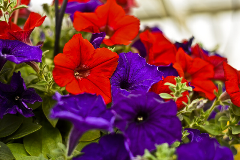 Obdaruj mamę pięknem  zdjęcie nr 152458