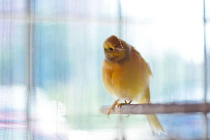 To, co najlepsze dla Twojego pupila zdjęcie nr 153767