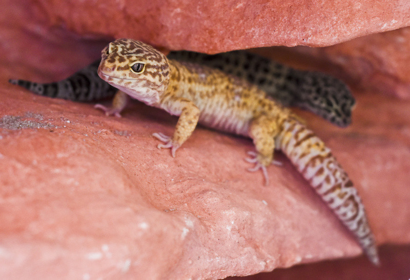 To, co najlepsze dla Twojego pupila zdjęcie nr 153775