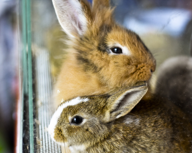 To, co najlepsze dla Twojego pupila zdjęcie nr 153765
