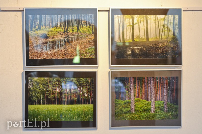 Po zdjęcia lasu trzeba się nachodzić zdjęcie nr 154632