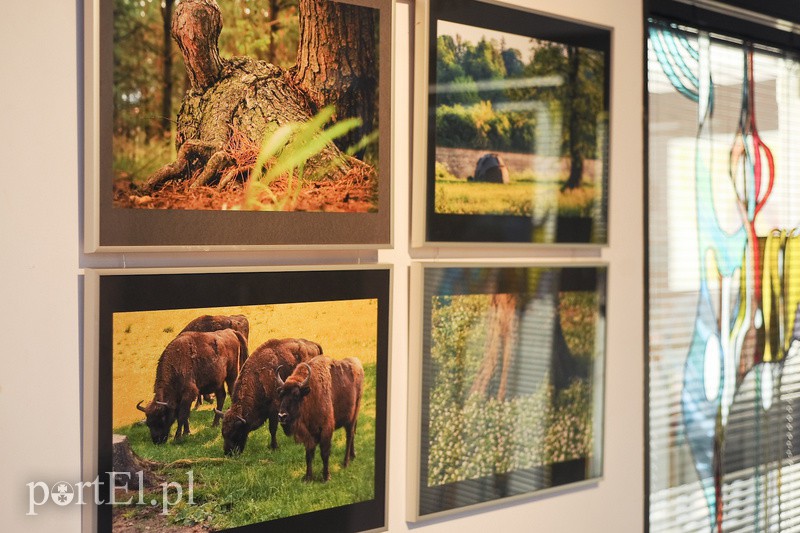 Po zdjęcia lasu trzeba się nachodzić zdjęcie nr 154631