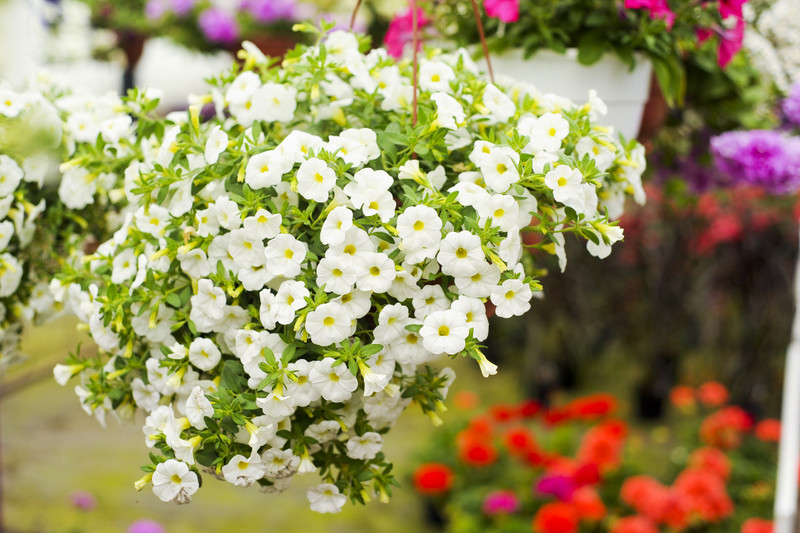 Kwiaty na każdą okazję zdjęcie nr 155398