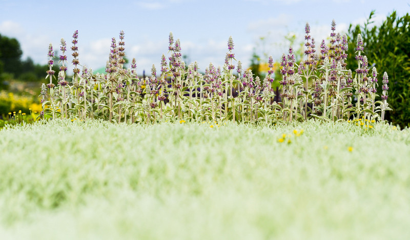 Kwiaty na każdą okazję zdjęcie nr 155382