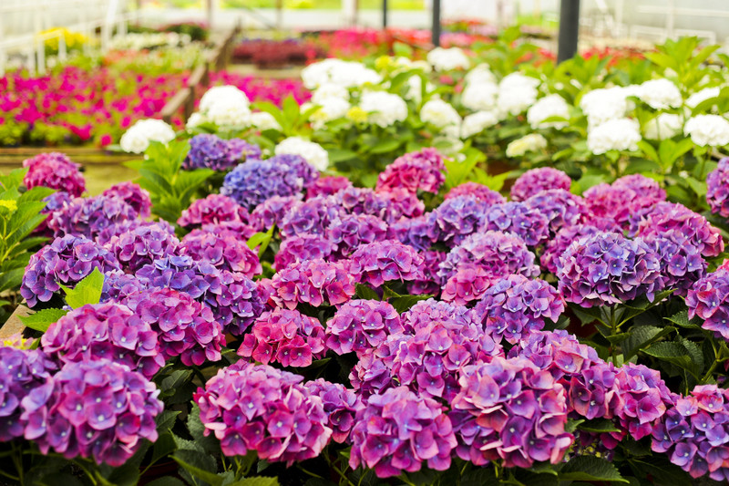 Kwiaty na każdą okazję zdjęcie nr 155393