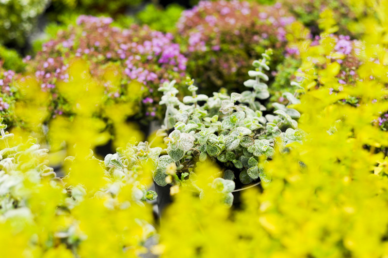 Kwiaty na każdą okazję zdjęcie nr 155408