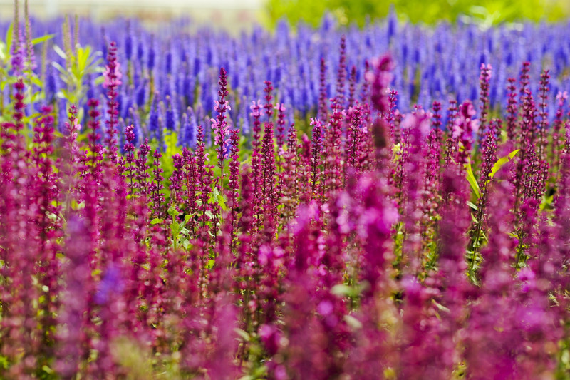 Kwiaty na każdą okazję zdjęcie nr 155376