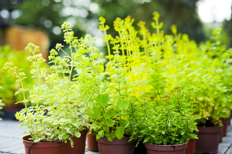 Kwiaty na każdą okazję zdjęcie nr 155411